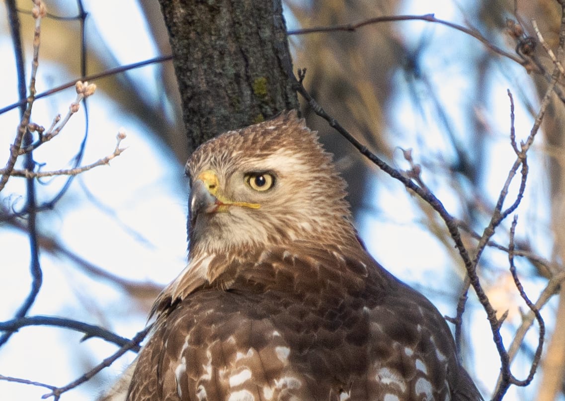 The language of trees