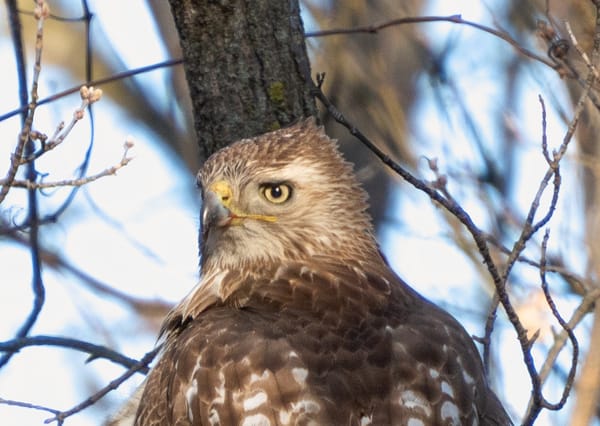 The language of trees